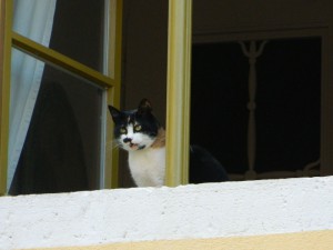 DSCN2087